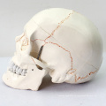 SKULL05 (12331) медицинские науки человеку череп с надписью модели